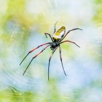 Golden Orb Spider