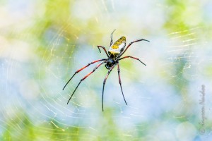 Golden Orb Spider