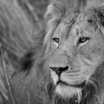 African Lion