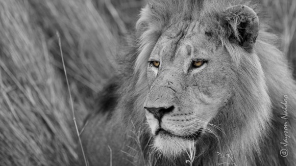 African Lion