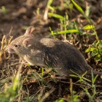Field Mouse