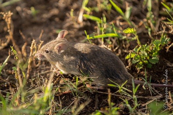 Field Mouse