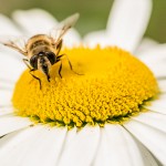 Bee on Flower
