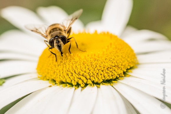 Bee on Flower