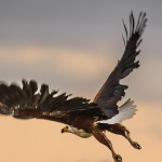 Fish Eagle