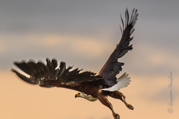 Fish Eagle