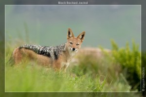 7D2_20150221_238