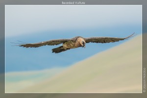 7D2_20150222_390