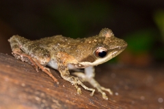 Endangered Kloof Frog