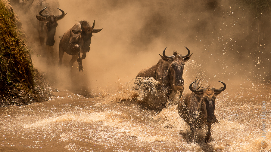 Masai Mara 2015