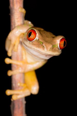 Gallery – Frog Evening
